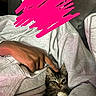 Auggie is registered to the contest to win money with this photo: cat, kitten, person, hand, hoodie, gray_clothing, petting, indoor, couch, relaxing, cozy, feline, tabby, fur, comfort, casual, seated, closeup, resting, warm