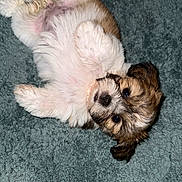 Bella is registered to the contest to win money with this photo: adorable, animal, carpet, cute, dog, fluffy, fur, indoor, looking_at_camera, lying_down, mammal, pet, playful, puppy, relaxed, resting, small_dog, soft_texture, white_brown_fur, young