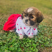 Bella is registered to the contest to win money with this photo: puppy, dog, grass, outdoor, pet, cute, animal, fur, clothing, red, white, hearts, young, small, adorable, nature, green, leafy, portrait, costume