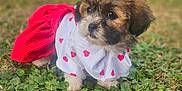 Bella is registered to the contest to win money with this photo: adorable, animal, clothing, costume, cute, dog, fur, grass, green, hearts, leafy, nature, outdoor, pet, portrait, puppy, red, small, white, young