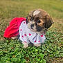 puppy, dog, grass, outdoor, pet, cute, animal, fur, clothing, red, white, hearts, young, small, adorable, nature, green, leafy, portrait, costume