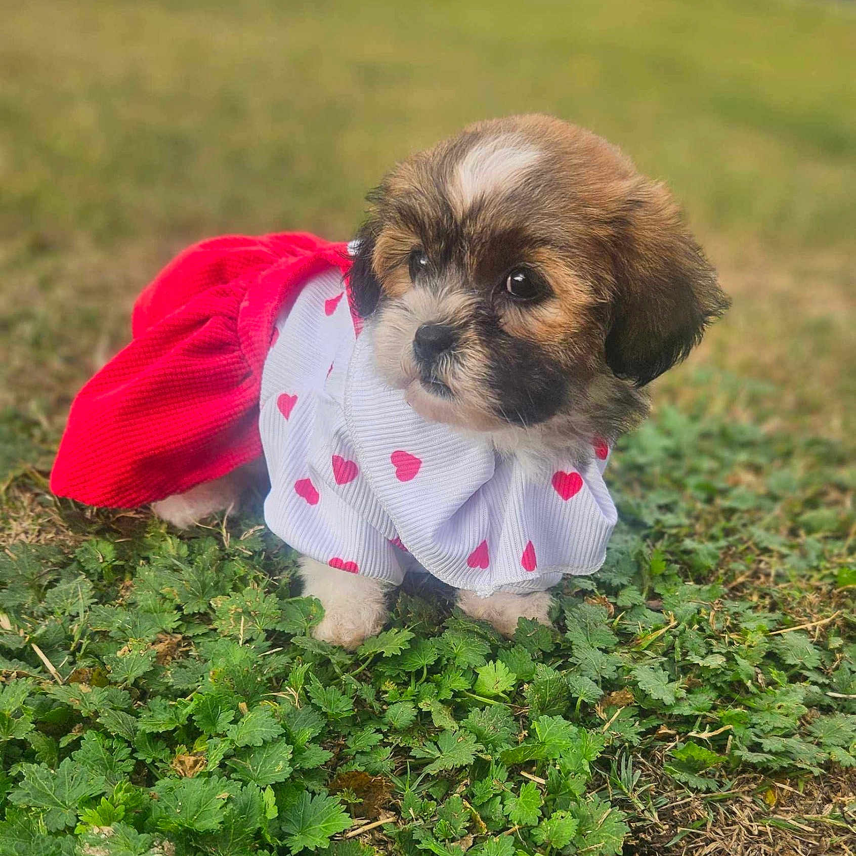 Bella is registered to the contest to win money with this photo: adorable, animal, clothing, costume, cute, dog, fur, grass, green, hearts, leafy, nature, outdoor, pet, portrait, puppy, red, small, white, young
