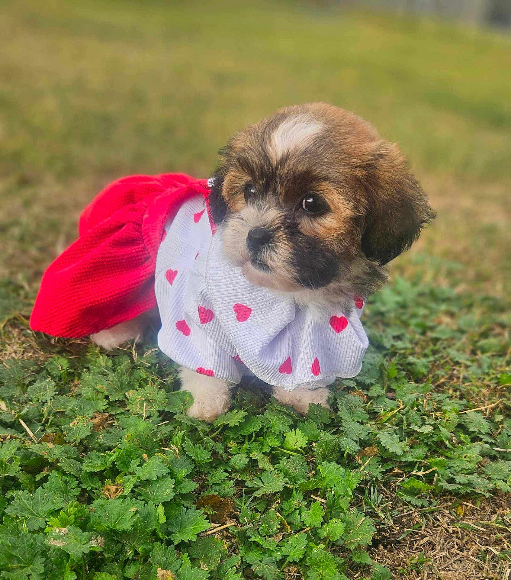 Bella is registered to the contest to win money with this photo: puppy, dog, grass, outdoor, pet, cute, animal, fur, clothing, red, white, hearts, young, small, adorable, nature, green, leafy, portrait, costume