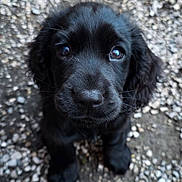 Abby a rejoint le concours — aidez-le/la à gagner de superbes lots ! adorable, animal, black_dog, canine, close_up, cute, dog, eyes, face, fluffy, fur, gravel, looking_up, outdoor, pet, portrait, puppy, sitting, small, young