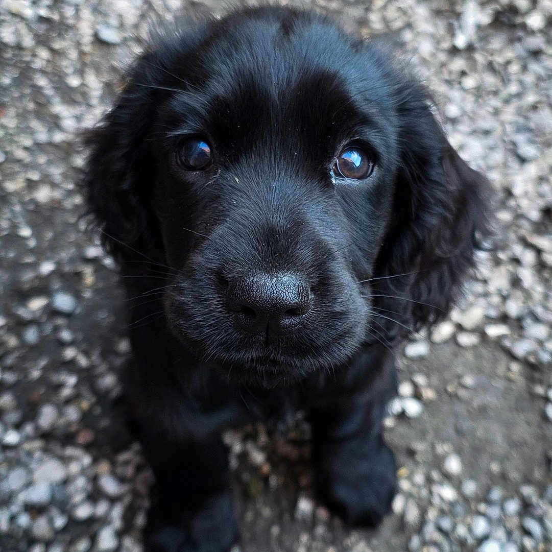 Abby a rejoint le concours — aidez-le/la à gagner de superbes lots ! adorable, animal, black_dog, canine, close_up, cute, dog, eyes, face, fluffy, fur, gravel, looking_up, outdoor, pet, portrait, puppy, sitting, small, young