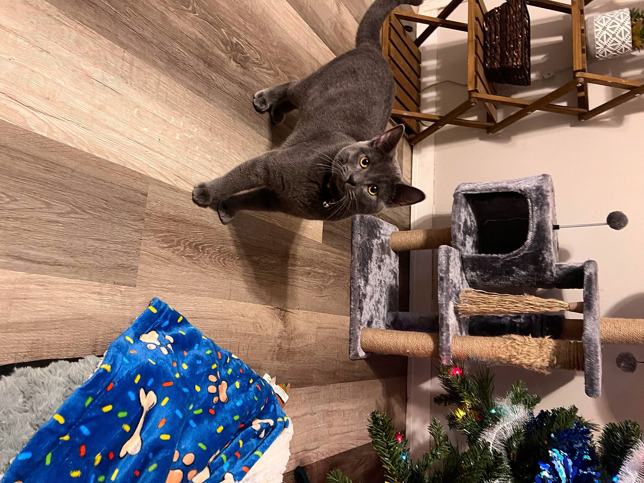 Grayson is registered to the contest to win money with this photo: art, building, fawn, felidae, flooring, hardwood, house, leisure, light, metal, plant, religious_item, room, sculpture, shadow, tail, tree, window, wood, working_animal