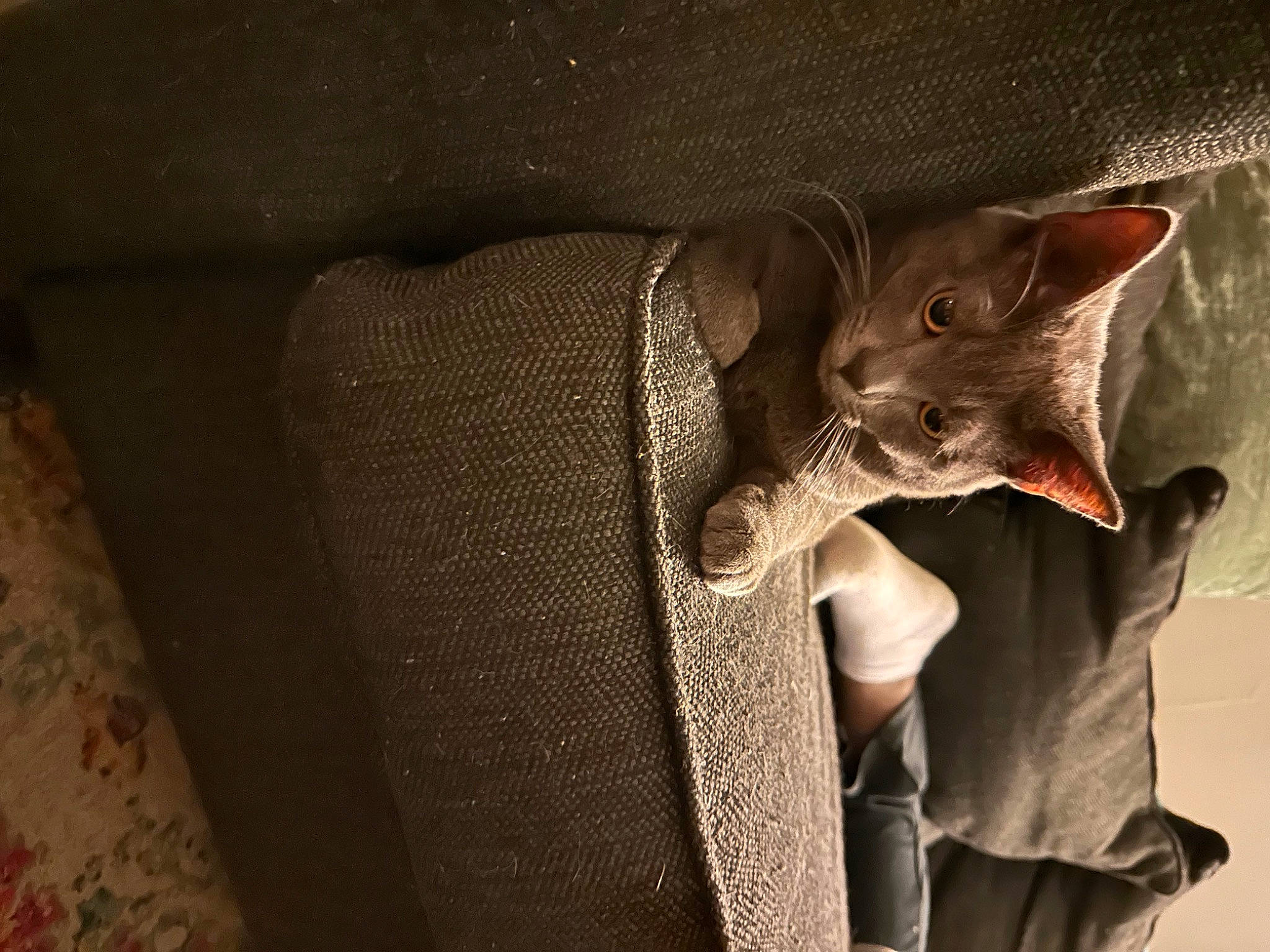 Grayson is registered to the contest to win money with this photo: carnivore, cat, collar, darkness, ear, fawn, felidae, formal_wear, fur, metal, small_to_medium_sized_cats, whiskers