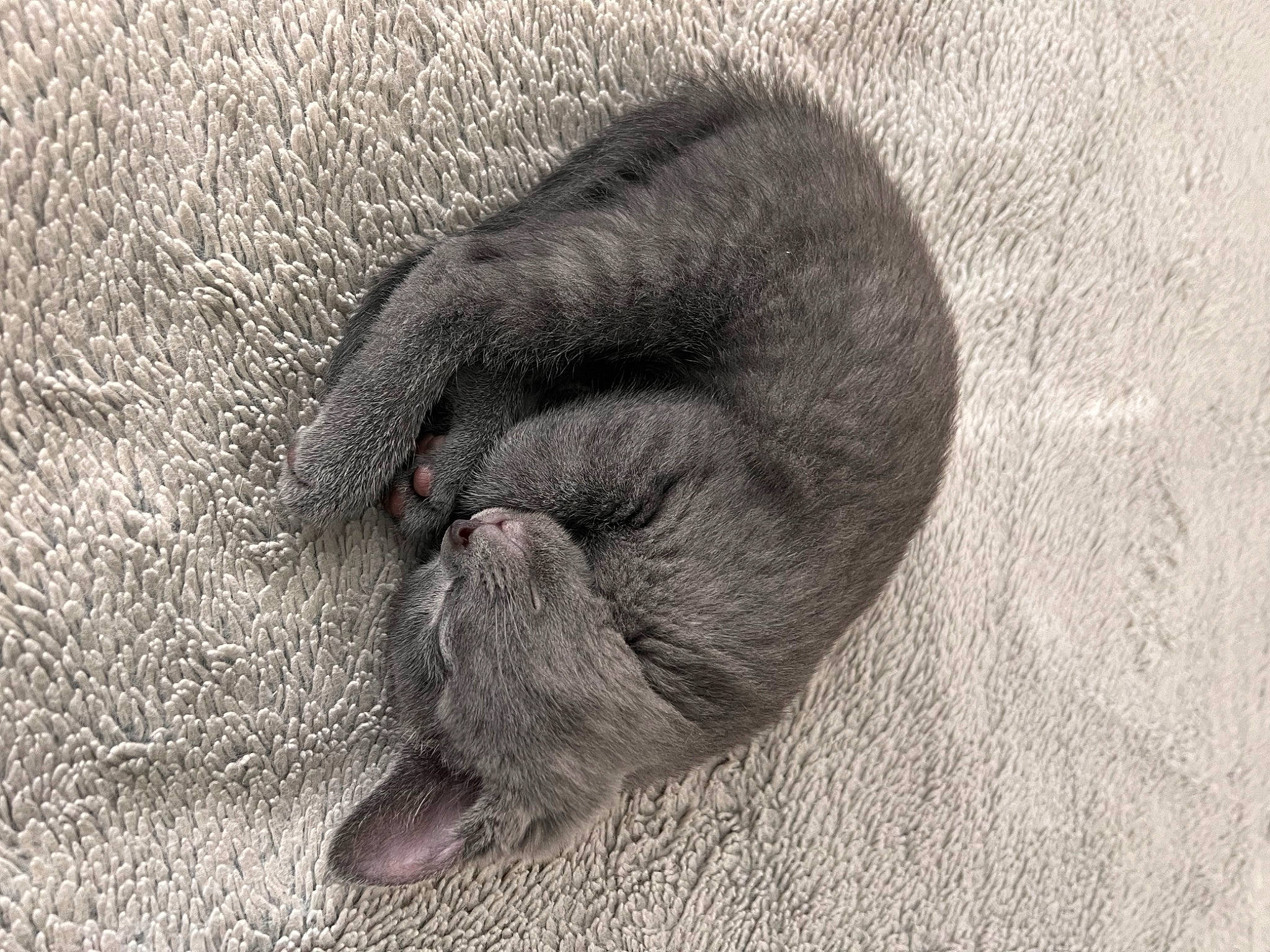 Grayson joined the competition — help win amazing prizes! black_cat, canidae, carnivore, cat, claw, comfort, dog_breed, domestic_short_haired_cat, felidae, fur, grey, marine_mammal, paw, small_to_medium_sized_cats, snout, sporting_group, tail, terrestrial_animal, whiskers, wrinkle