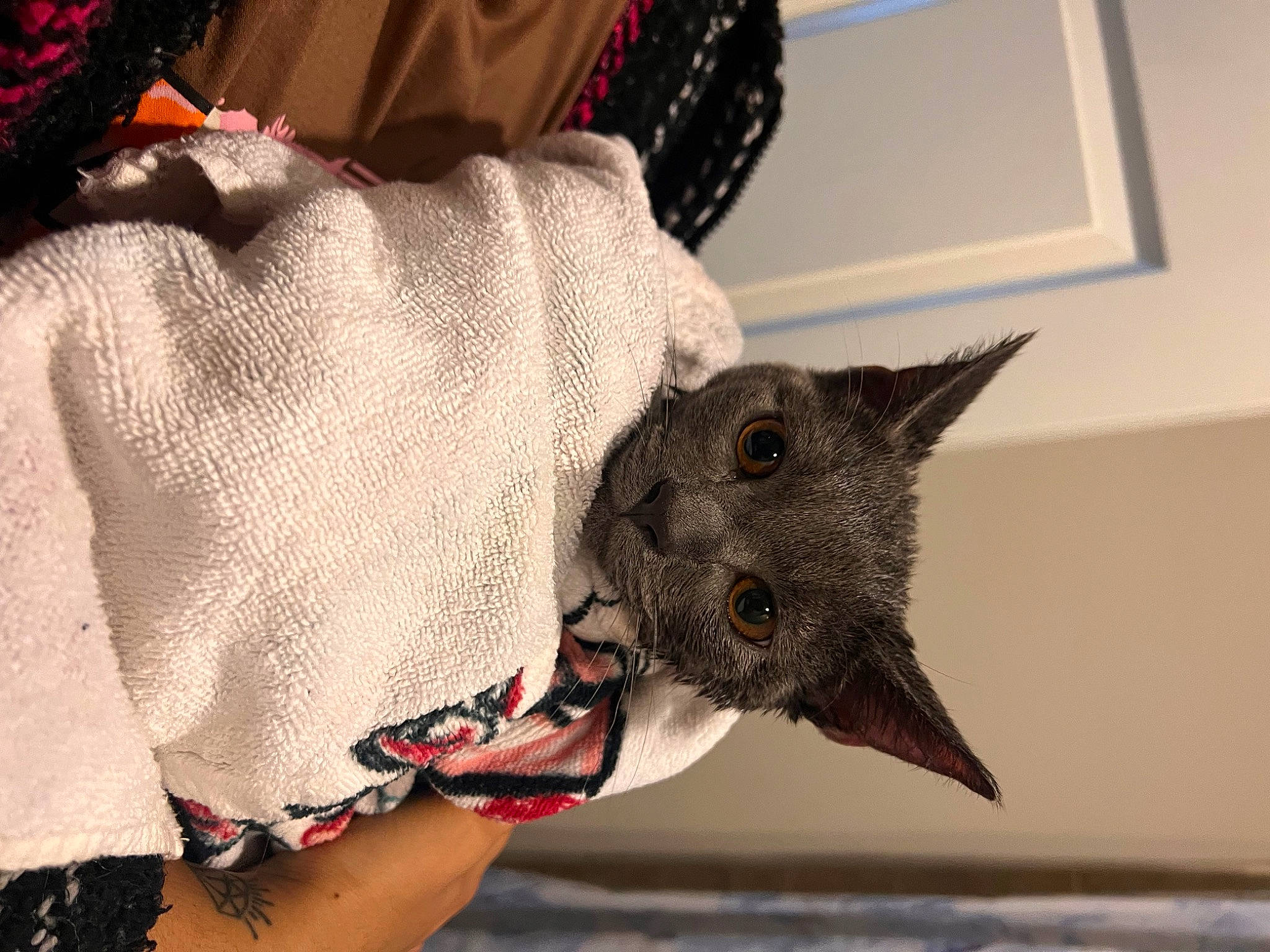 Grayson joined the competition — help win amazing prizes! carmine, claw, comfort, craft, domestic_short_haired_cat, fashion_accessory, fawn, felidae, fur, hat, human_leg, pattern, sleeve, small_to_medium_sized_cats, snout, tail, thread, whiskers, wool, woolen