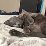 Greyson joined the competition — help win amazing prizes! animal, bed, blanket, cat, comfort, cozy, cute, domestic, feline, fur, gray_cat, indoor, nap, paw, pet, quilt, relaxation, resting, sleeping, soft