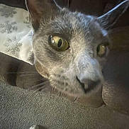 Greyson is registered to the contest to win money with this photo: animal, carpet, cat, close_up, crocs, curious, domestic, ears, feline, floor, footwear, gray_cat, green_eyes, house, indoor, looking, nose, pet, texture, whiskers