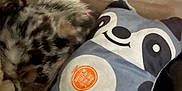 Ash joined the competition — help win amazing prizes! dog, sleeping, pillow, panda, blanket, cozy, fur, resting, indoor, soft, cute, animal, pet, comfort, nap, closeup, furry, relaxation, pattern, cushion
