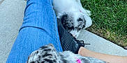 Ash joined the competition — help win amazing prizes! animal, black_shoe, blue_jeans, casual, collar, companion, cute, dog, grass, outdoor, person, pet, playing, puppy, relaxing, resting, shoe, sidewalk, snuggling, summer