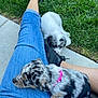 puppy, dog, blue_jeans, shoe, grass, outdoor, person, black_shoe, collar, snuggling, resting, cute, pet, animal, casual, relaxing, sidewalk, playing, summer, companion