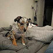 Ash is registered to the contest to win money with this photo: puppy, dog, pet, indoor, blanket, harness, gray, spotted, bedroom, lamp, door, curious, cute, young, small, fur, cozy, resting, animal, home