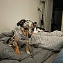 puppy, dog, pet, indoor, blanket, harness, gray, spotted, bedroom, lamp, door, curious, cute, young, small, fur, cozy, resting, animal, home