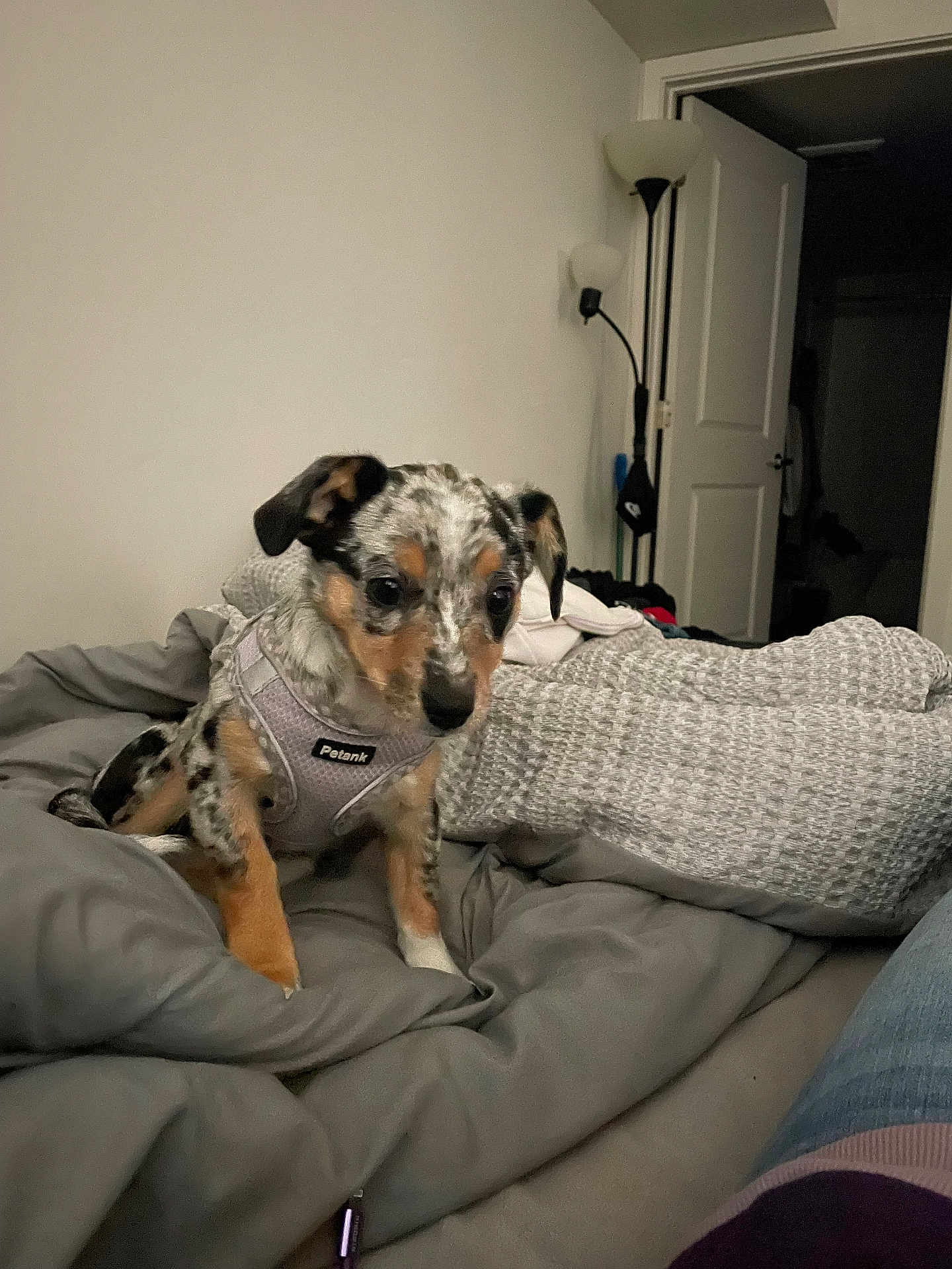 Ash is registered to the contest to win money with this photo: puppy, dog, pet, indoor, blanket, harness, gray, spotted, bedroom, lamp, door, curious, cute, young, small, fur, cozy, resting, animal, home