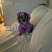 Ash joined the competition — help win amazing prizes! animal, couch, cozy, cute_pet, dog, domestic_animal, furniture, home_interior, indoor, keep_calm_poster, lamp, looking_at_camera, pet_clothing, puppy, purple_hoodie, sitting, small_dog, soft_lighting, wall_art, white_couch