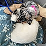 puppy, dog, sleeping, blanket, indoor, cozy, snuggling, white_dog, spotted_dog, collar, leash, floor, blue_blanket, snowflake_pattern, cute, pet, animal, resting, furry, companion