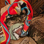 Buddy is registered to the contest to win money with this photo: animal, blanket, cat, colorful, couch, cozy, cute, eyes, fur, furniture, indoor, kitten, patterned_blanket, pet, relaxed, resting, small, tabby, whiskers, young