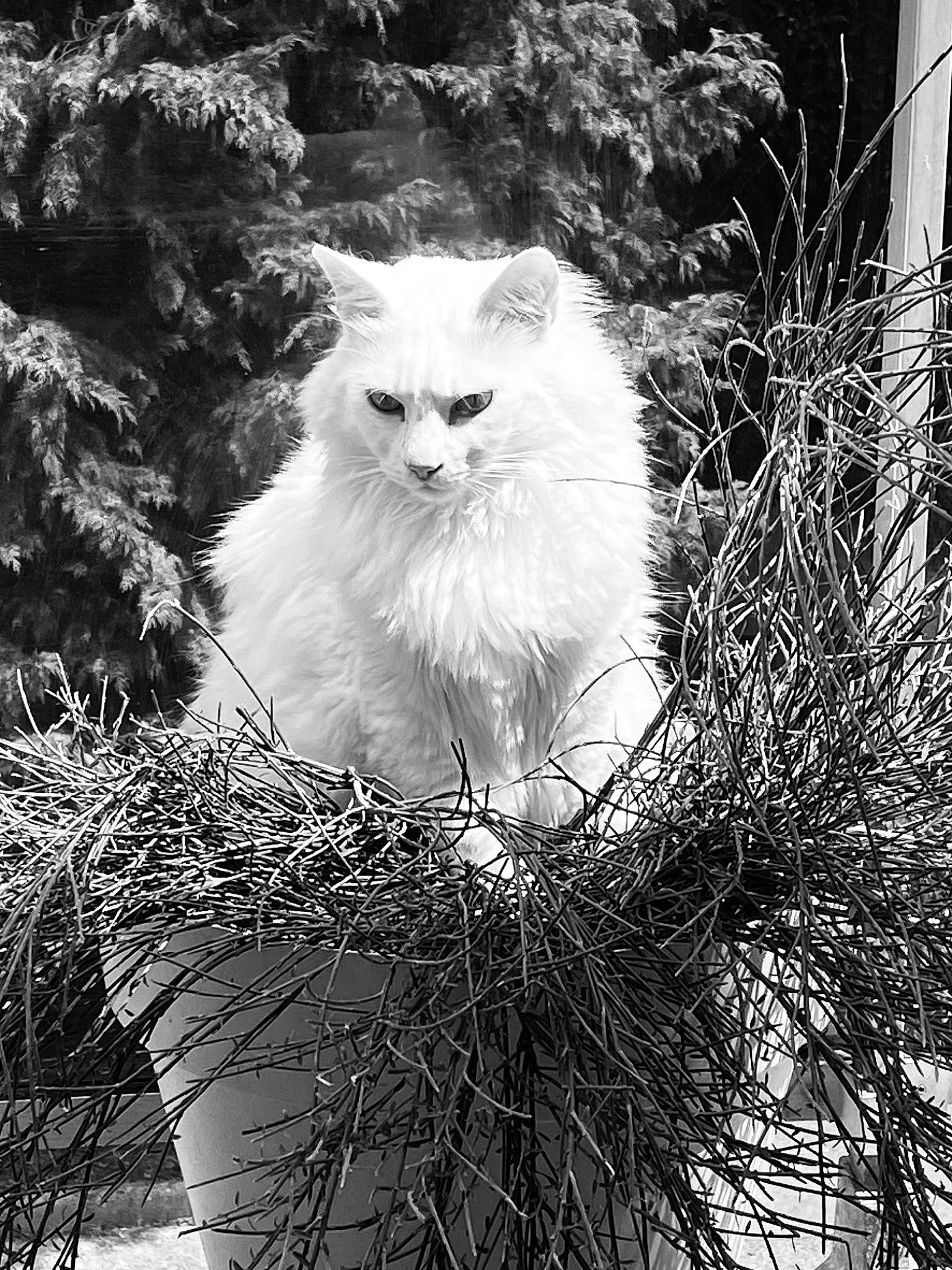 Roy participe au concours pour gagner de l'argent avec cette photo : black_and_white, carnivore, cat, eye, felidae, fur, grass, monochrome, monochrome_photography, plant, sky, small_to_medium_sized_cats, snout, stock_photography, tree, twig, whiskers, white, wildlife, window