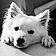 Balto