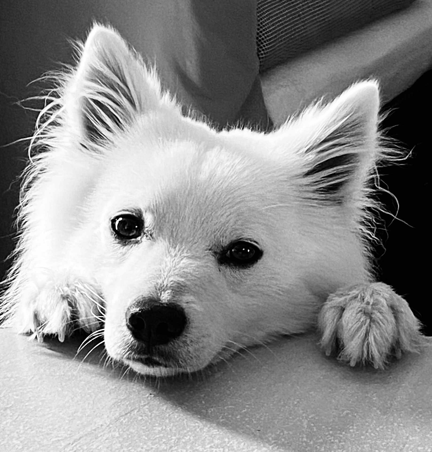Balto