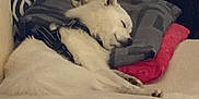 Balto a rejoint le concours — aidez-le/la à gagner de superbes lots ! dog, sleeping, couch, pillow, blanket, indoor, pet, resting, white_fur, cozy, relaxation, furniture, domestic_animal, comfort, household, canine, fur, home, snug, nap