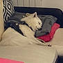 dog, sleeping, couch, pillow, blanket, indoor, pet, resting, white_fur, cozy, relaxation, furniture, domestic_animal, comfort, household, canine, fur, home, snug, nap