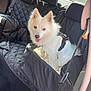 dog, white_dog, pet, car_interior, car_seat, pet_seat_cover, seatbelt, sunlight, happy_dog, fur, animal, pet_harness, window, backseat, leash, cozy, domestic_animal, canine, transportation, vehicle