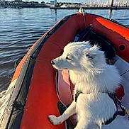 Balto participe au concours pour gagner de l'argent avec cette photo : dog, white_dog, inflatable_boat, water, marina, sailboats, sky, outdoor, pet, animal, harbor, calm_water, leash, harness, sunlight, reflection, travel, vacation, nature, adventure