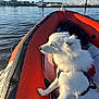 dog, white_dog, inflatable_boat, water, marina, sailboats, sky, outdoor, pet, animal, harbor, calm_water, leash, harness, sunlight, reflection, travel, vacation, nature, adventure