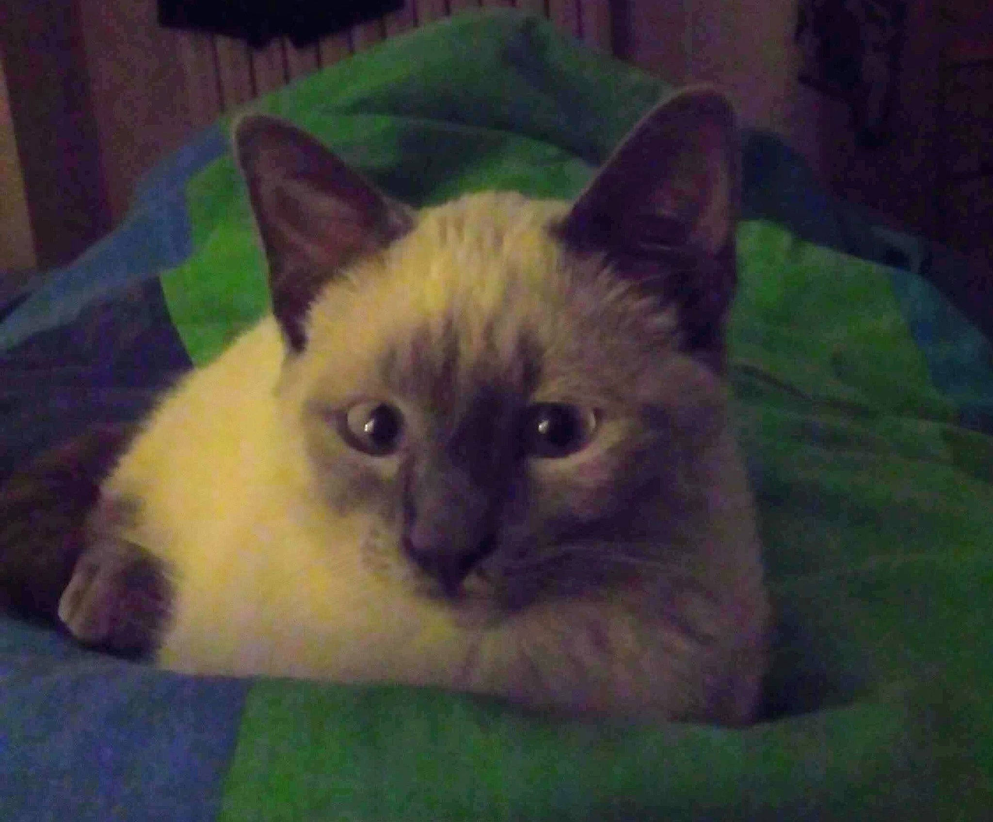 Bull a rejoint le concours — aidez-le/la à gagner de superbes lots ! balinese, birman, carnivore, cat, domestic_short_haired_cat, eye, face, fawn, felidae, fur, head, plant, siamese, small_to_medium_sized_cats, snout, tail, terrestrial_animal, thai, whiskers