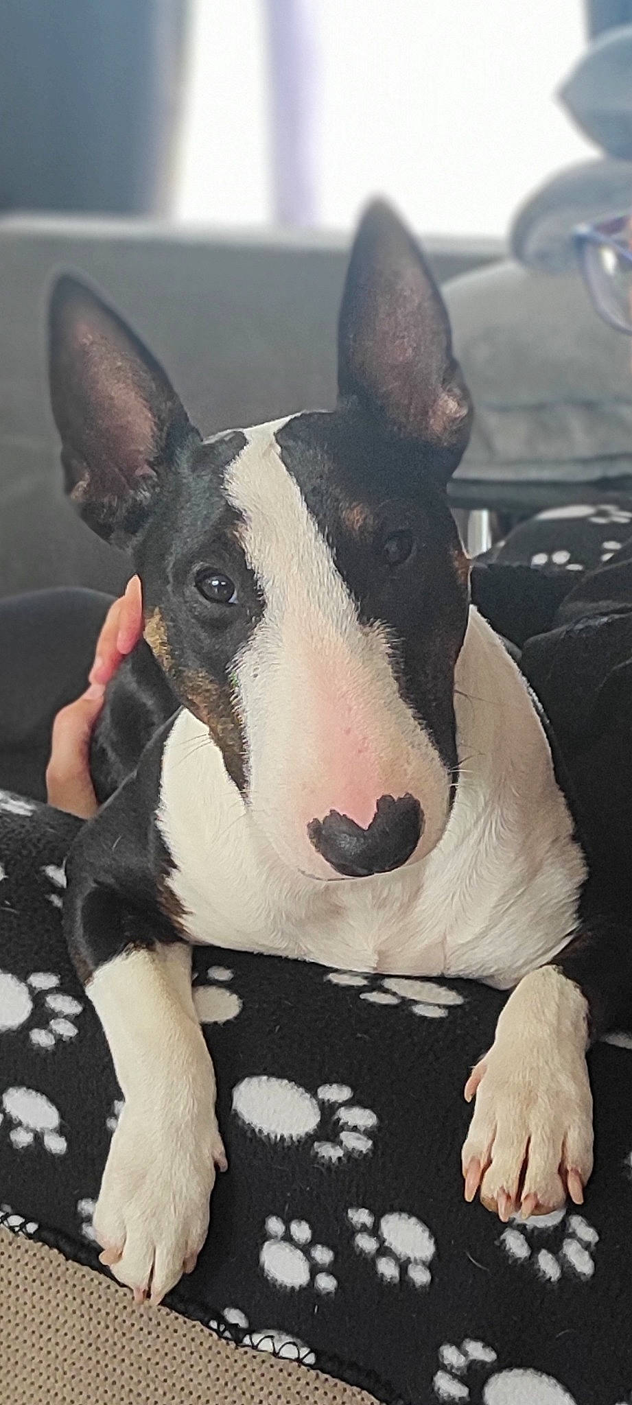 Rockett participe au concours pour gagner de l'argent avec cette photo : art, bull_terrier, bull_terrier_miniature, carnivore, collar, companion_dog, dog, dog_breed, ear, english_white_terrier, fawn, gull_terr, head, livestock, mammal, old_english_terrier, snout, terrestrial_animal, whiskers, working_animal