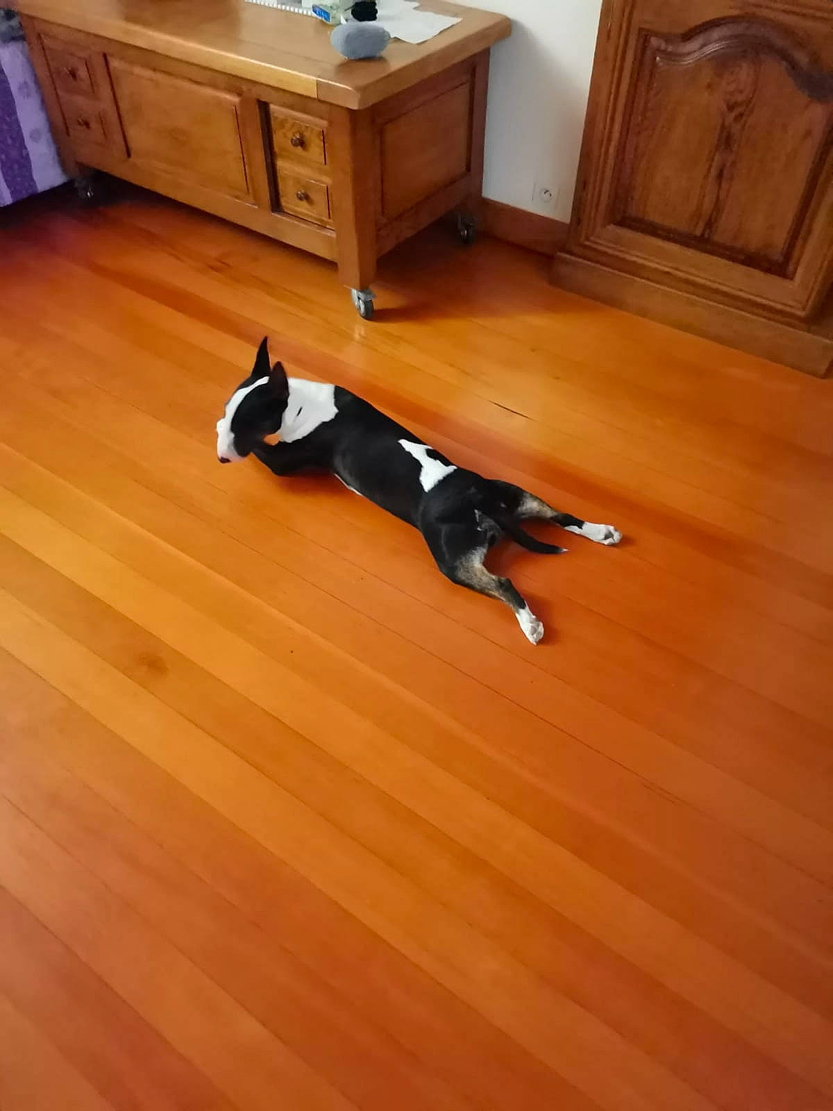 Rockett participe au concours pour gagner de l'argent avec cette photo : brown, cabinetry, carnivore, cat, comfort, companion_dog, dog_breed, fawn, felidae, floor, flooring, hardwood, laminate_flooring, plywood, small_to_medium_sized_cats, tail, varnish, wood, wood_flooring, wood_stain