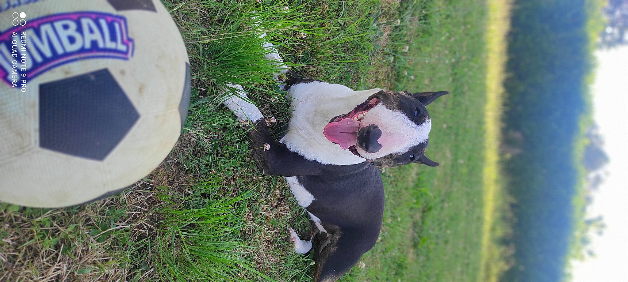 Rockett participe au concours pour gagner de l'argent avec cette photo : canidae, carmine, carnivore, collar, companion_dog, dog, dog_breed, dog_collar, fur, grass, grass_family, non_sporting_group, pet_supply, plant, snout, sporting_group, tail, tree, whiskers, working_dog