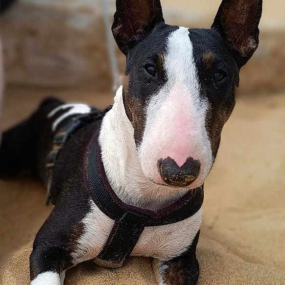 Rockett