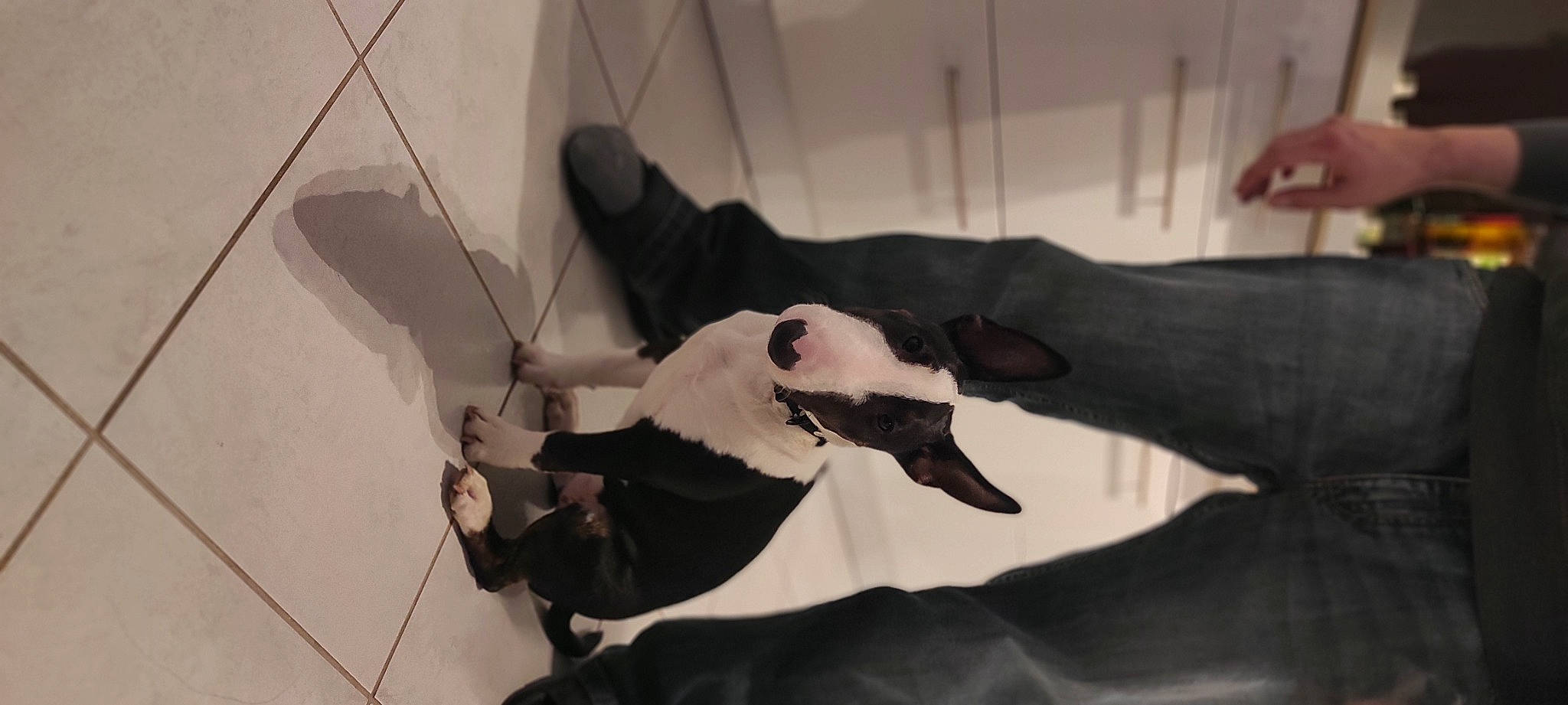 Rockett a rejoint le concours — aidez-le/la à gagner de superbes lots ! art, canidae, ceiling, dog_breed, event, flooring, fur, monochrome, monochrome_photography, non_sporting_group, paper, room, shadow, sporting_group, tail, terrestrial_animal, twig, visual_arts, wing, working_animal