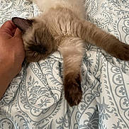 Elmo is registered to the contest to win money with this photo: cat, sleeping, bed, blanket, hand, pet, furry, paw, stretching, cozy, resting, indoor, cute, pattern, comfort, relaxed, animal, domestic, fur, nap