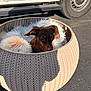 Navymae is registered to the contest to win money with this photo: dog, pet_bed, knitted_pattern, fluffy_cushion, brown_dog, outdoor, asphalt, vehicle, tire, sunlight, shadow, cozy, small_dog, ears, resting, cute, comfort, round_bed, daylight, animal