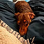 dog, brown_dog, cushion, blanket, fabric, resting, pet, indoor, cozy, fur, comfort, relaxation, soft_texture, closeup, sleepy, animal, cute, home, snuggle, warm