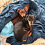 dog, dachshund, pet, animal, blanket, bed, fur, ears, cute, snuggling, indoor, cozy, brown, black, looking, small_dog, companion, resting, domestic, cuddle
