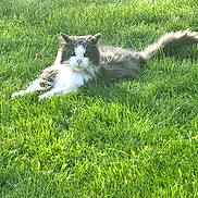 Keke is registered to the contest to win money with this photo: animal, calm, cat, daylight, feline, fluffy, fur, grass, green, laying, mammal, nature, outdoor, pet, quiet, relaxed, resting, sunlight, tail, whiskers