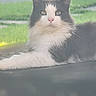 Keke is registered to the contest to win money with this photo: animal, black_and_white, calm, cat, domestic_cat, ears, eyes, face, feline, fluffy, grass, laying, mammal, nature, nose, outdoor, pet, portrait, relaxed, whiskers