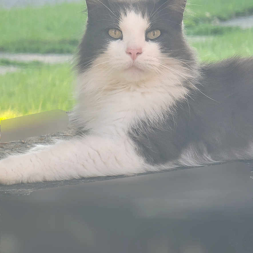 Keke is registered to the contest to win money with this photo: animal, black_and_white, calm, cat, domestic_cat, ears, eyes, face, feline, fluffy, grass, laying, mammal, nature, nose, outdoor, pet, portrait, relaxed, whiskers