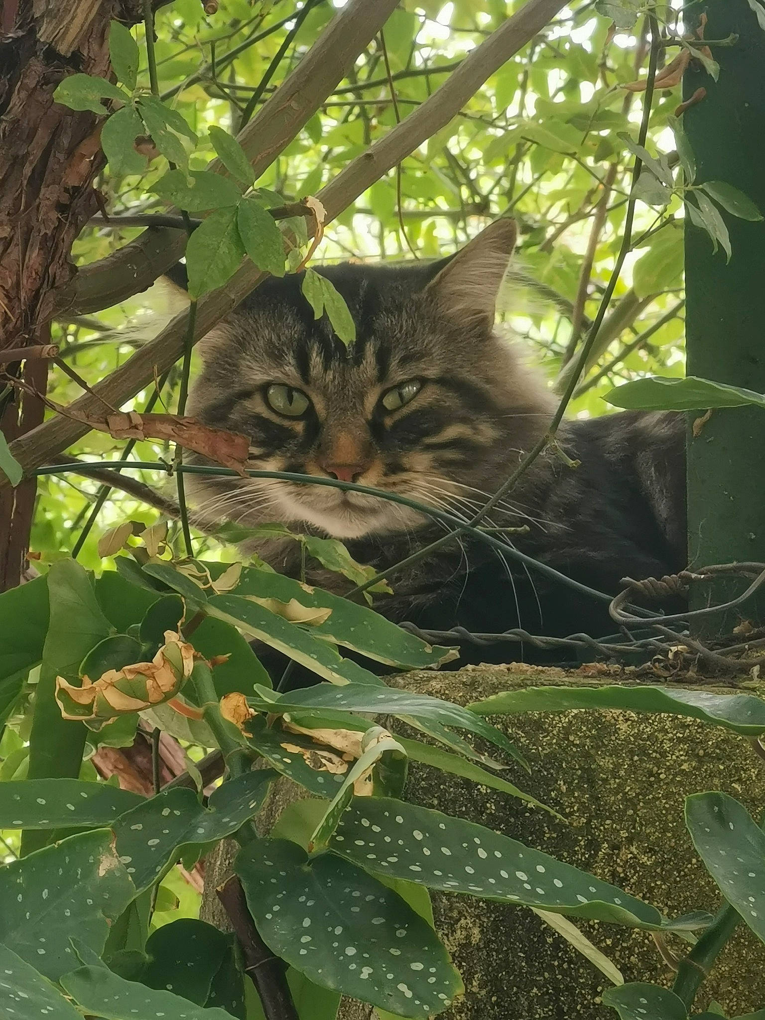 Michto participe au concours pour gagner de l'argent avec cette photo : carnivore, cat, felidae, forest, fur, grass, groundcover, jungle, leaf, organism, pattern, plant, small_to_medium_sized_cats, terrestrial_animal, terrestrial_plant, tree, twig, whiskers, wildlife, wood