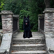 Void joined the competition — help win amazing prizes! dog, black_dog, bridge, stone, stairs, outdoor, nature, greenery, trees, animal, pet, canine, portrait, sitting, wooden_railings, calm, park, forest, daytime, tongue_out