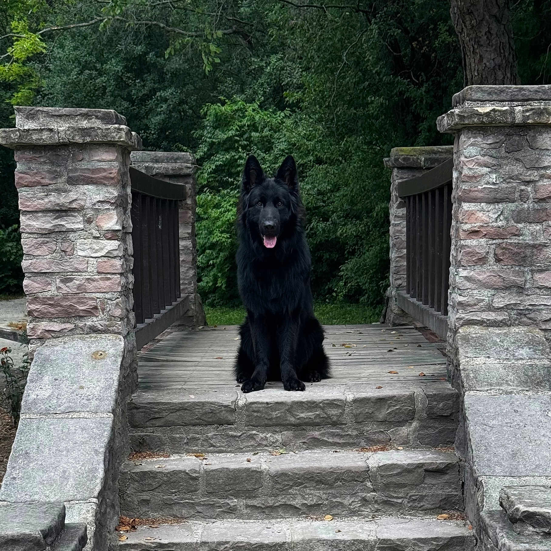 Void joined the competition — help win amazing prizes! animal, black_dog, bridge, calm, canine, daytime, dog, forest, greenery, nature, outdoor, park, pet, portrait, sitting, stairs, stone, tongue_out, trees, wooden_railings