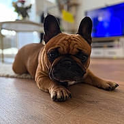 Thaila a rejoint le concours — aidez-le/la à gagner de superbes lots ! dog, french_bulldog, brown_dog, pet, indoor, floor, wooden_floor, lying_down, close_up, animal, canine, ears, face, expression, home, furniture, television, blurred_background, paw, domestic_animal