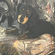 Gus is registered to the contest to win money with this photo: dog, black_dog, tan_markings, camouflage, seat, cushion, animal, pet, indoor, relaxed, face, fur, ears, eyes, nose, paw, resting, looking, comfort, cozy